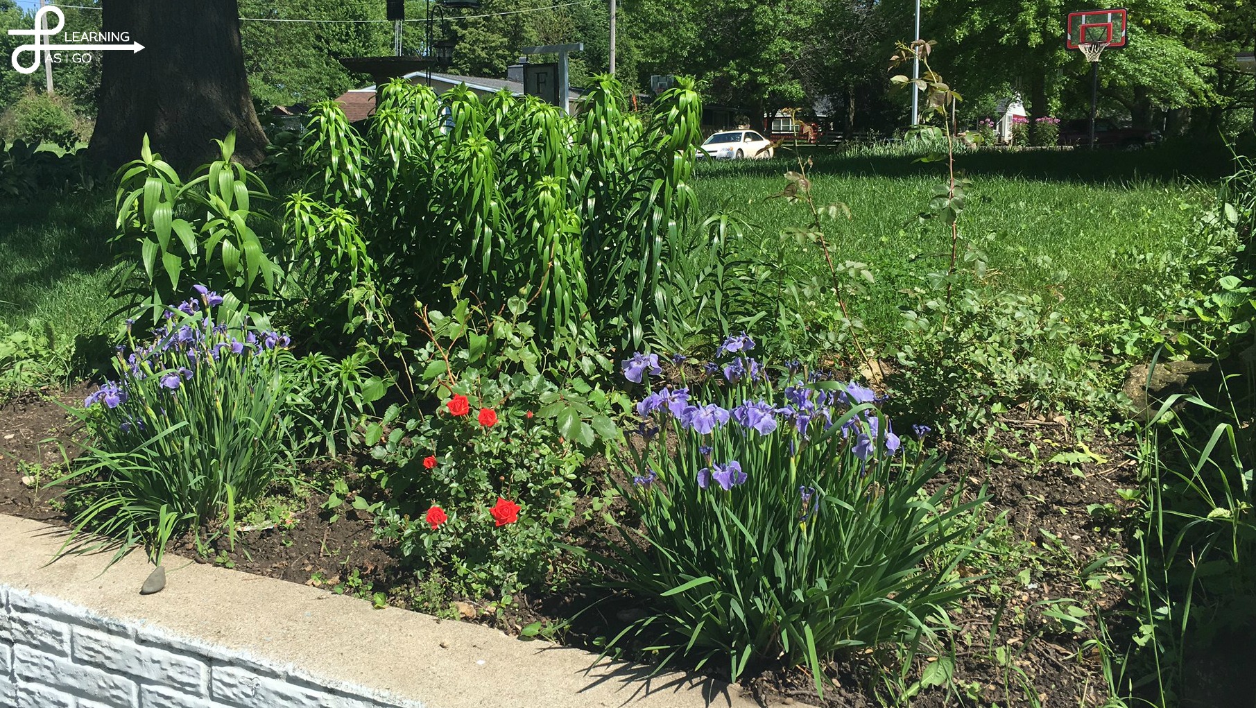 Flower Gardens: May 30th